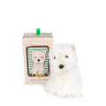 Timothy the Scottish Terrier in Giftbox