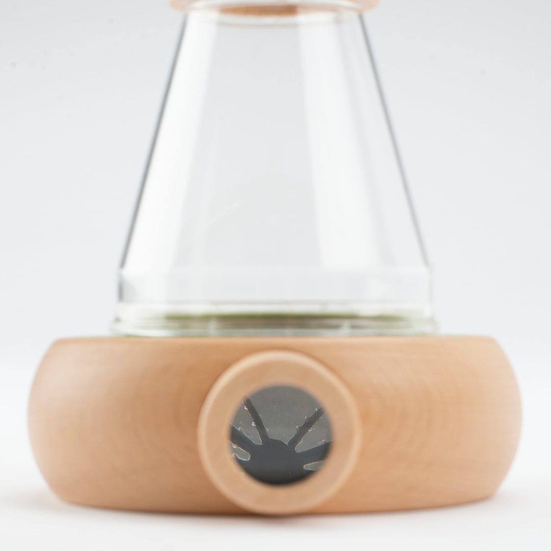 Observation container with wooden base on a white background