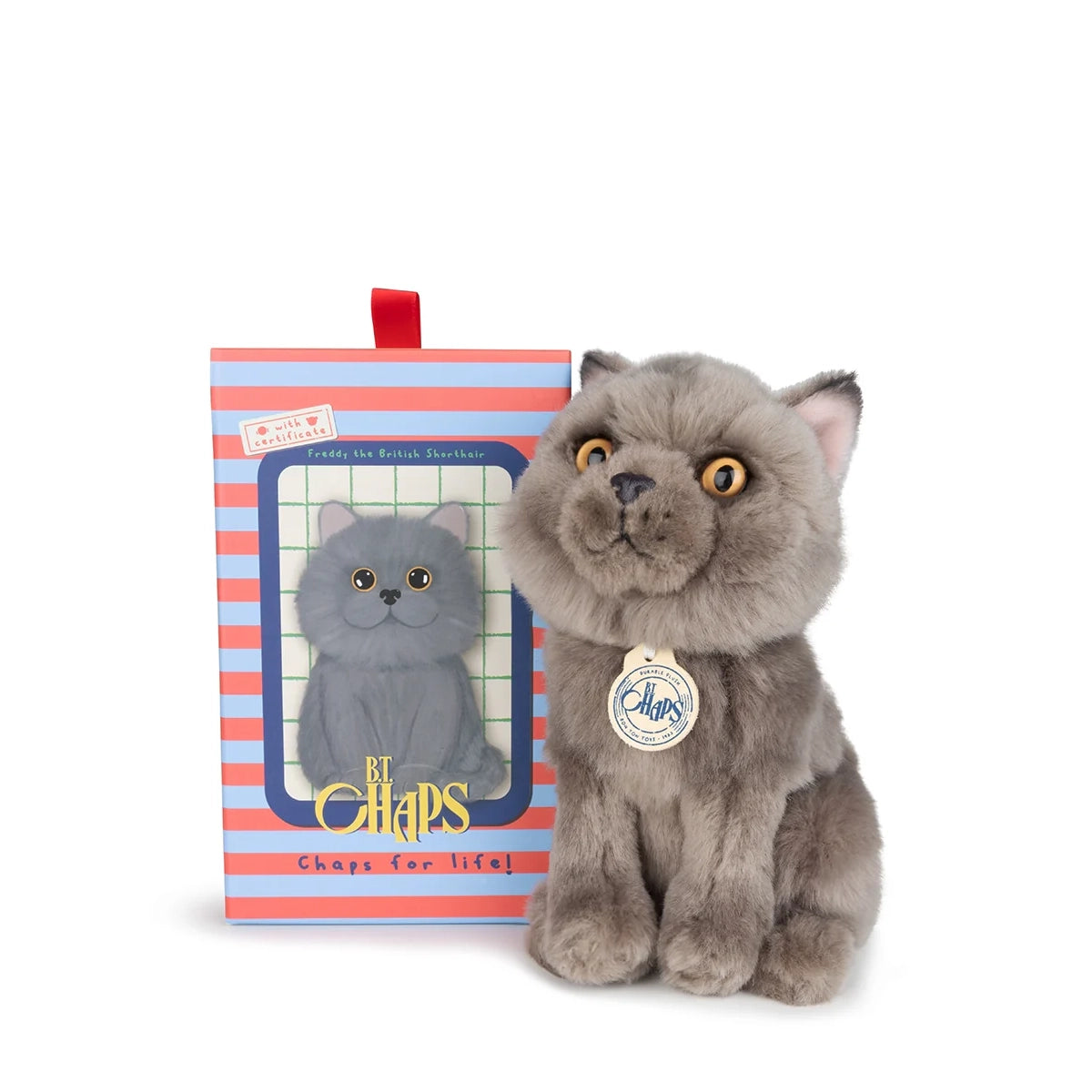 Freddy the British Shorthair in Gift Box 17cm