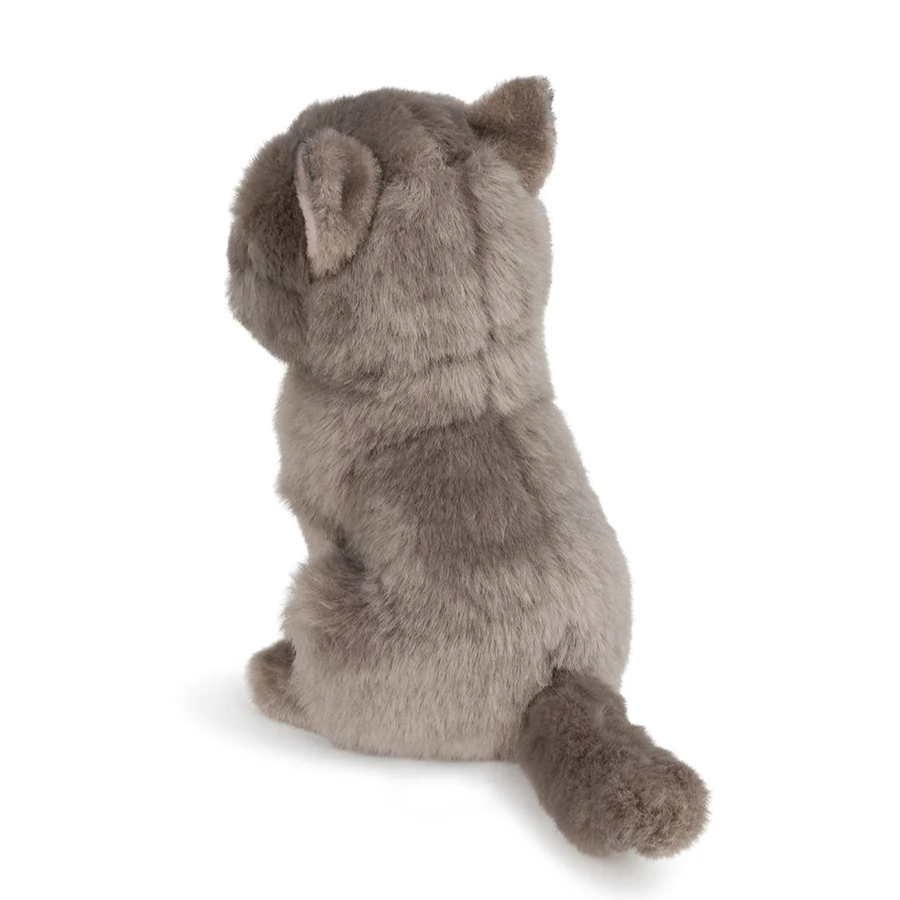 Freddy the British Shorthair in Gift Box 17cm