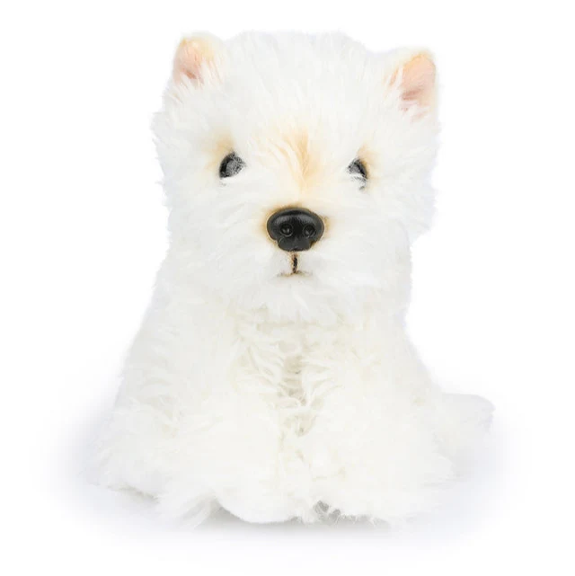 Timothy the Scottish Terrier in Giftbox